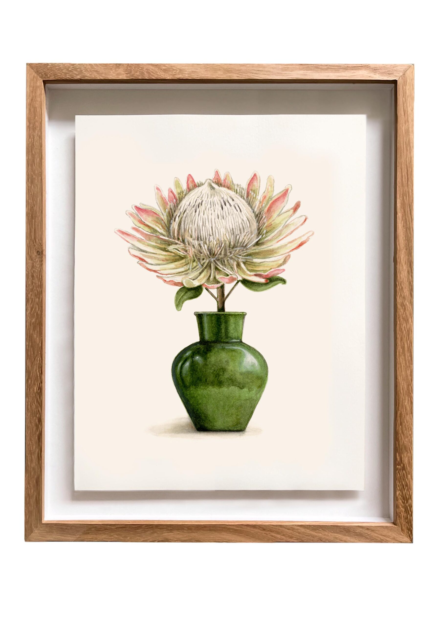 Watercolour illustration framed of King Protea in green vase by Annie Moag Illustrates